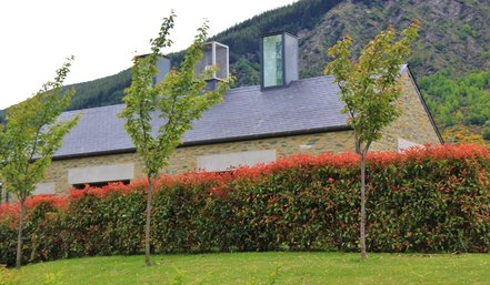 Červienka Fraserova Magical Volcano, Photinia × fraseri, 20 – 50 cm, kont.3l