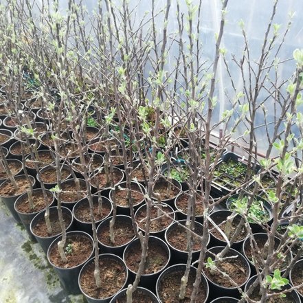 Jabloň domáca Red Cup Adams, Malus domestica 150 - 190 cm, kont. 5 l