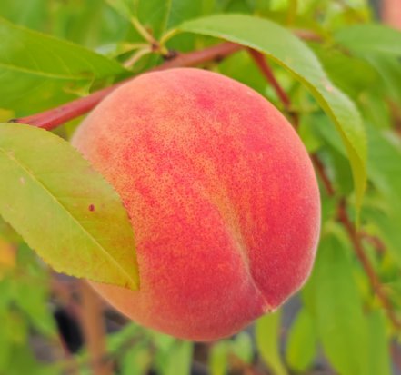 Broskyňa Redheaven, Prunus persica, 160 – 170 cm. kont. 10 l.