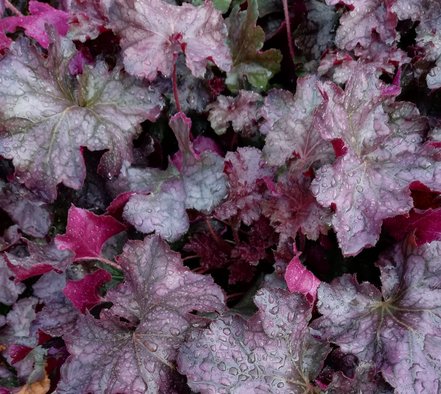 Heuchera Rex Purple, kont. 1l