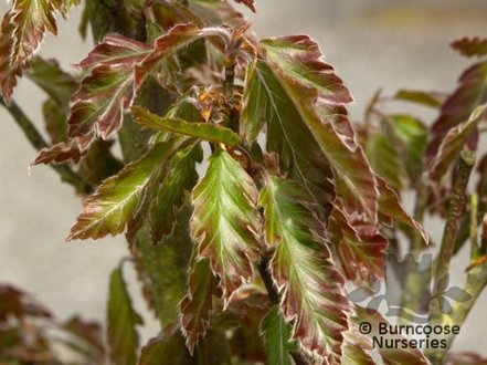 Buk lesný Rohan Gold, Fagus sylvatica 40 - 80 cm, kont. 3l