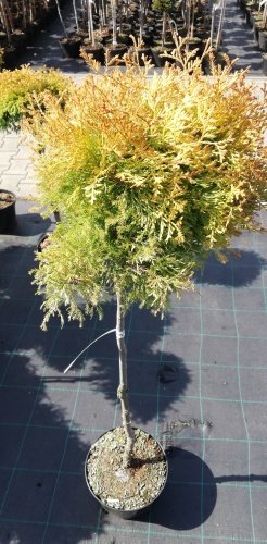 Tuja západná Rheingold, Thuja occidentalis, kmeň 60 - 80 cm, kont. 4l