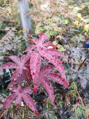 Javor dlaňolistý Rhode Island Red, Acer palmatum  30 - 70 cm, kont. 3l