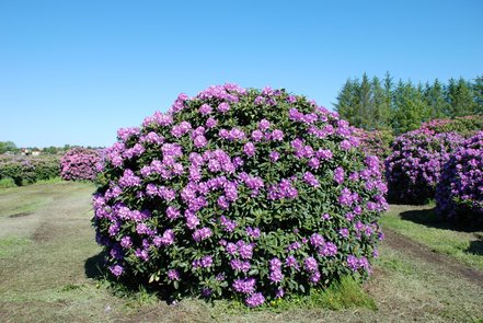 Rododendron Catawbiense Boursault, Rhododendron 40 - 60 cm, kont. 5l