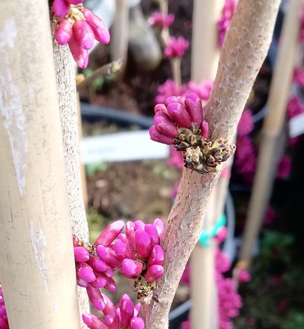 Judášovec kanadský Rising sun, Cercis canadensis, 130 - 180 cm, kontajner 20l