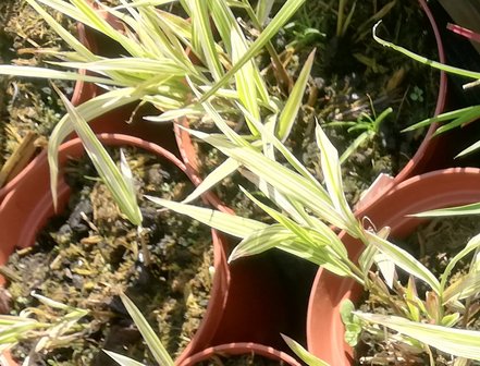 Chasmanthium latifolium River Mist, Chasmanthium latifolium, kont.2 l