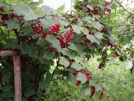 Ríbezľa červená Rolan, Ribes rubrum kon. 1,5l
