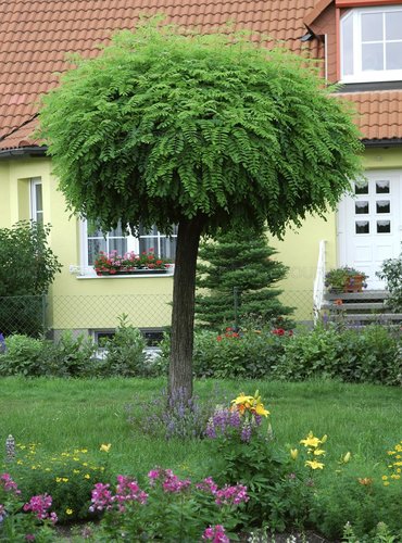 Agát biely, Robinia pseudoacacia Umbraculifera, kontajner C20, +260 cm