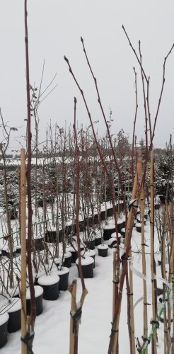 Jarabina vtáčia, Rose glow, Sorbus aucuparia, 100 – 180cm, kontajner 2l