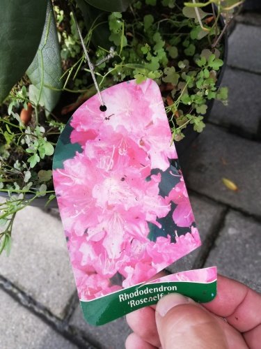 Rododendron Rose Elf, Rhododendron 30 - 40 cm, kont. 5l