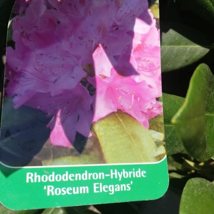 Rododendron Roseum Elegans, Rhododendron, 30 - 50 cm, kont. 5l