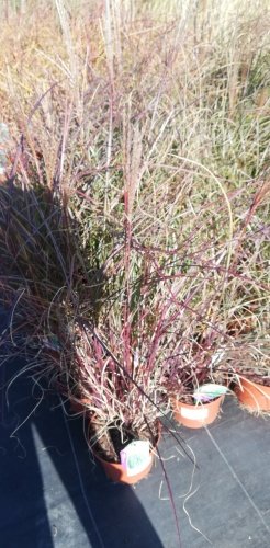 Ozdobnica čínska Rotfeder, Miscanthus sinensis, kont. 3 l