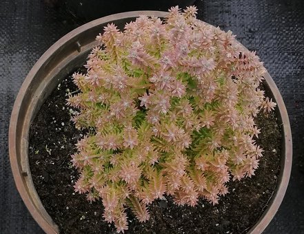 Cypruštek tujovitý Rubicon, Chamaecyparis thyoides 20 - 25 cm, kont. 3l