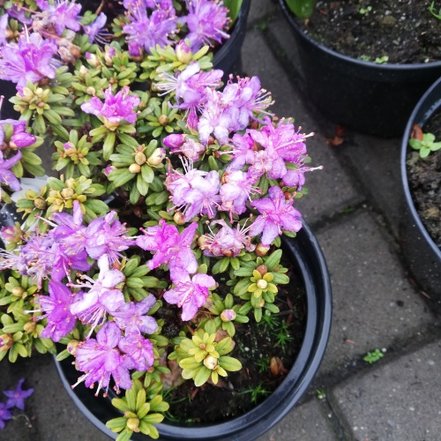 Azalka japonská Rubinetta, Rhododendron obtusum, kont. 2l