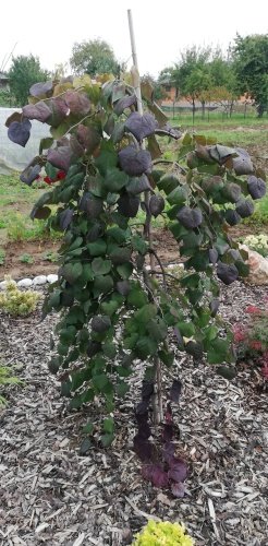 Judášovec kanadský Ruby Falls, Cercis canadensis, 100  cm, kontajner 3l