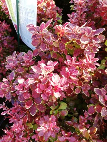 Dráč thunbergov Ruby Star, Berberis thunbergii, 20 - 30 cm kontajner 3l