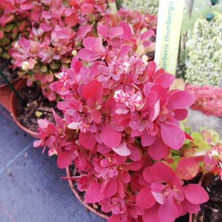 Dráč thunbergov Ruby Star, Berberis thunbergii, 20 - 30 cm kontajner 3l