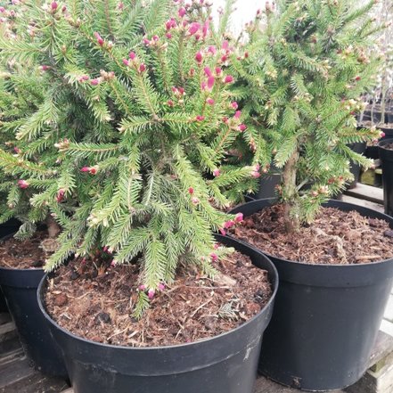 Smrek obyčajný Rydal, Picea abies 40 - 60 cm, kont. 10l