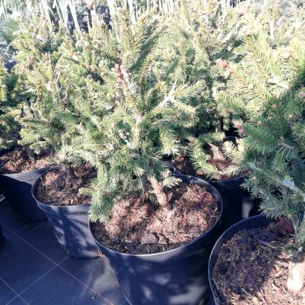 Smrek obyčajný Rydal, Picea abies 40 - 60 cm, kont. 10l