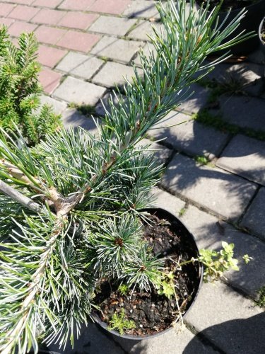 Borovica drobnokvetá Ryu Jin, Pinus parviflora, kontajner C3 ,30-50 cm