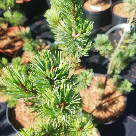 Borovica drobnokvetá Ryu Jin, Pinus parviflora, kontajner C3 ,30-50 cm