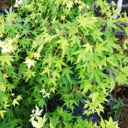 Javor dlaňovitolistý Ryusen, Acer palmatum, 30 - 50 cm kontajner C 3