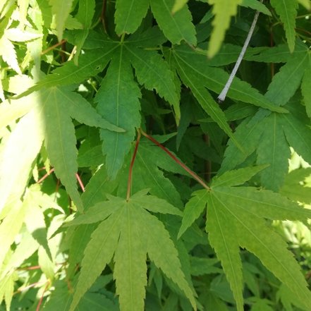 Javor dlaňovitolistý Ryusen, Acer palmatum, kontajner C 30, + 120 cm