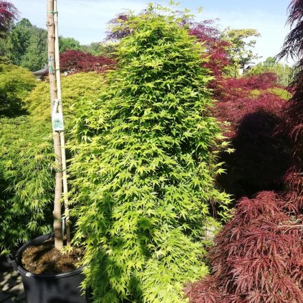 Javor dlaňovitolistý Ryusen, Acer palmatum, kontajner C 30, + 120 cm
