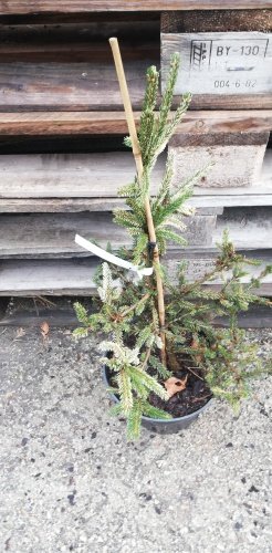 Smrek východný Silver Seedling, Picea orientalis 40 - 45 cm, kont. 5l