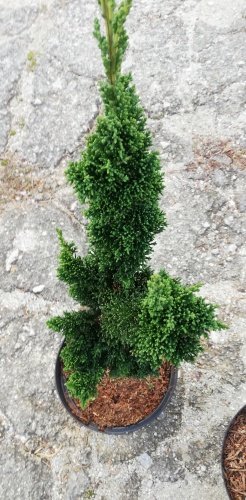 Cypruštek lawsonov Saguaro, Chamaecyparis lawsoniana , 30 – 40 cm, kontajner 3l