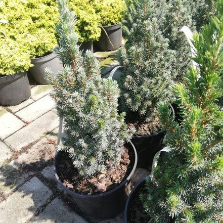 Smrek biely Sander´s Blue, Picea glauca 25 - 40 cm, kont. 3l