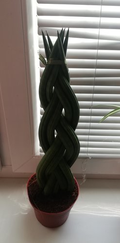 Svokrin jazyk, Sansevieria Cylindrica, kont.3l 55 cm