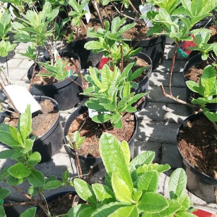 Azalka Satan, Azalea 40 - 60 cm, kont. 5l