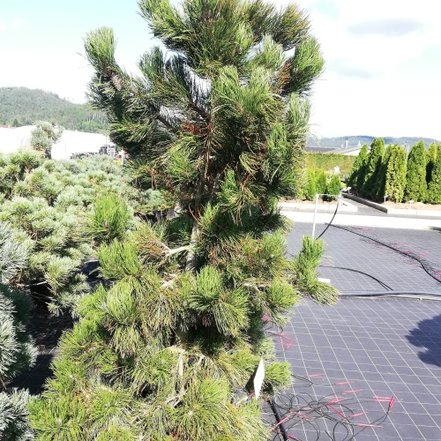 Borovica pancierová Satelite, Pinus heldreichii var. leucodermis, 140 - 170 cm, kont. 35l