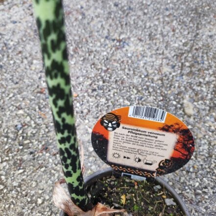 Sauromatum venosum - užovník, kont. +40 cm