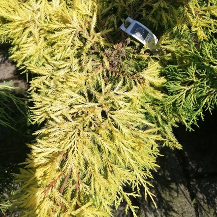 Borievka prostredná Saybrook Gold Juniperus × pfitzeriana, , 30 – 40 cm, kontajner 3l