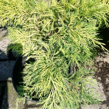 Borievka prostredná Saybrook Gold Juniperus × pfitzeriana, , 30 – 40 cm, kontajner 3l