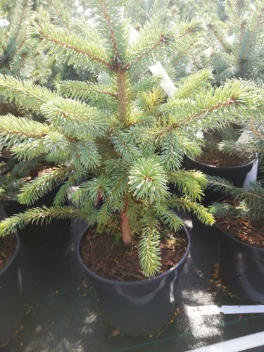 Smrek pichľavý SBS ( super modrá sadenica), Picea pungens 15 - 30 cm, kont. 2l