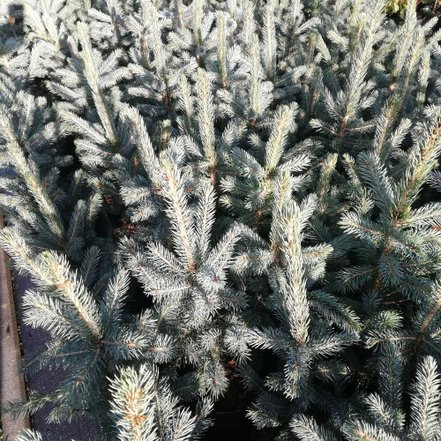 Smrek pichľavý SBS ( super modrá sadenica), Picea pungens 15 - 30 cm, kont. 2l