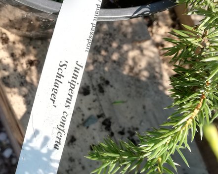 Borievka pobrežná Schlager , Juniperus conferta 15 - 20 cm, kont. 3l