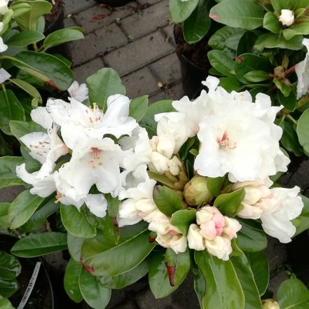 Rhododendron Schneespiegel, Rhododendron, kont. 4l