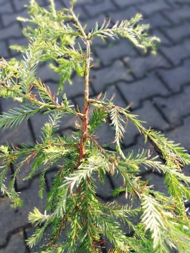 Sekvoja vždyzelená, Sequoia sempervirens, 70 – 100 cm, kont 3l