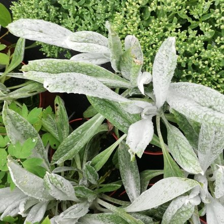 Senecio candicans, Donkeys Ears, kont. 2l