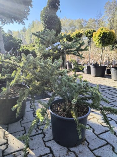 Jedľa španielská Serenade, Abies pinsapo 70 - 100 cm, kont. 15l