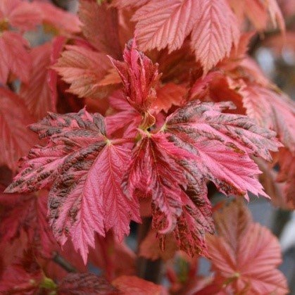 Javor horský Simon Louis Freres,  Acer pseudoplatanus 120 - 170 cm, kont. 5