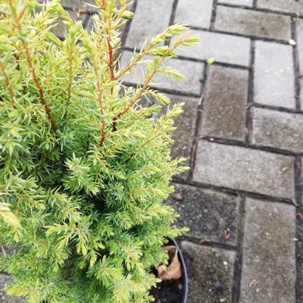 Borievka obyčajná Gold Cone, Juniperus communis 20 - 25 cm, kont. 3l