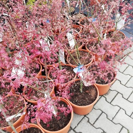 Javor dlaňovitolistý Shirazz, Acer palmatum, 60 - 90 cm, kontajner C10