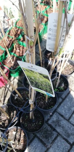 Wisteria kvetnatá Shiro Noda, Wisteria floribunda, 30 - 50 cm, kontajner 2l