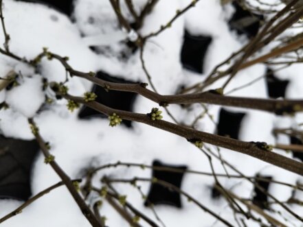 Judášovec čínsky Shirobana, Cercis chinensis, 140 – 190 cm, kont. 10l