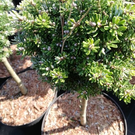 Jedľa kórejska Silberperle, Abies koreana, kontajner 5 l, výška kmienka 15 – 25 cm